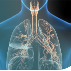 Auscultación respiratoria