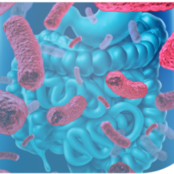 Actualización Microbiota intestinal: la frontera entre los nutrientes y la salud humana